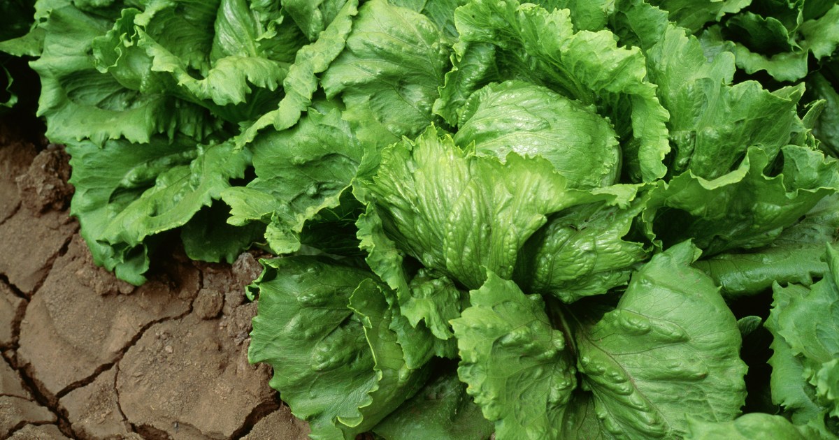 Taylor Farms recalls iceberg lettuce amid cyclosporiasis outbreak