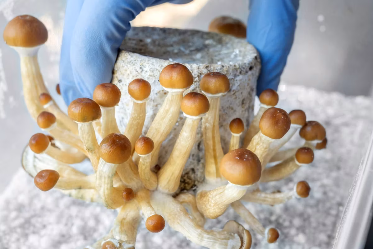 Psychedelics Market Trends: H1 2026 Review and Forecast