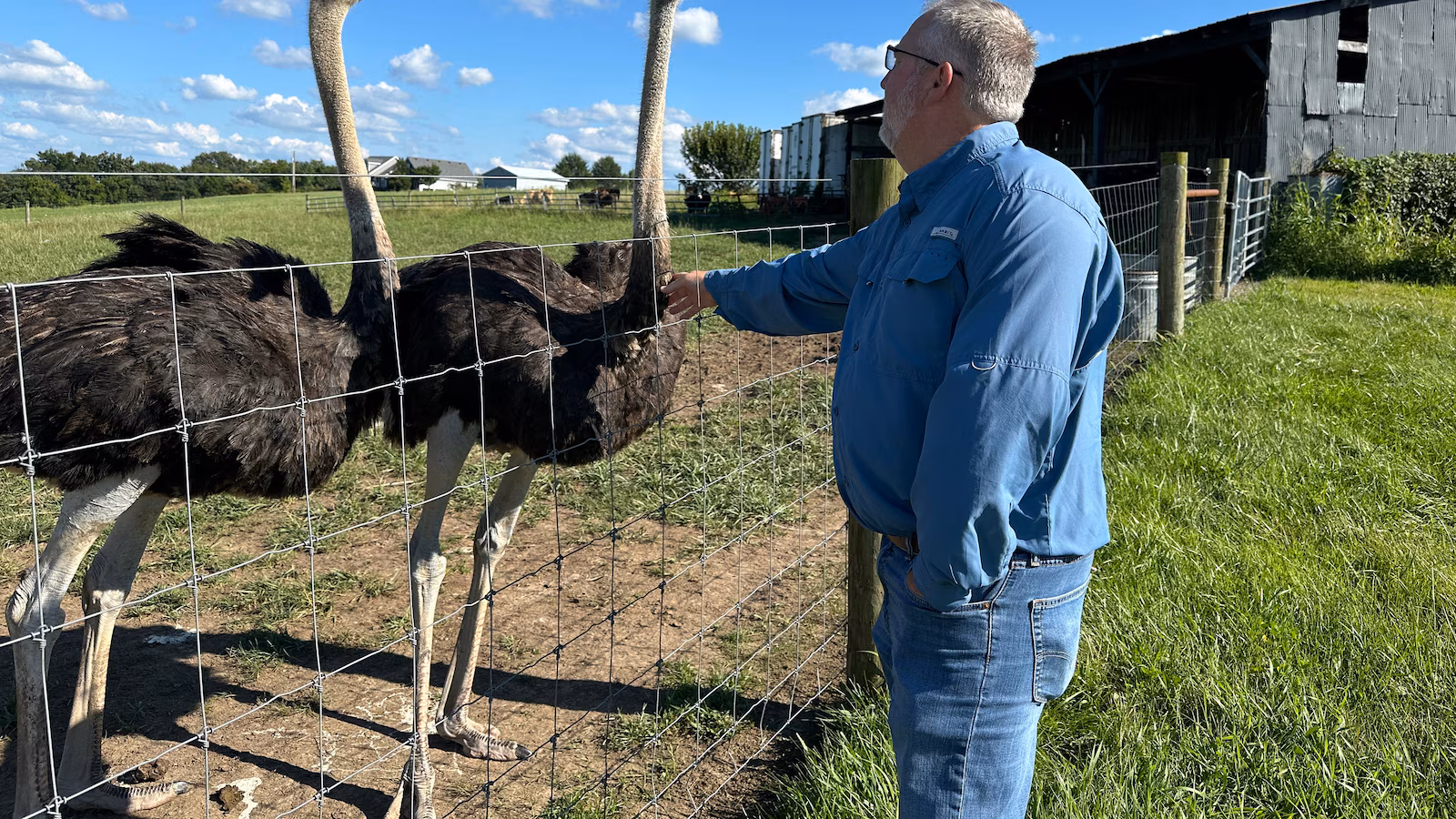 A Kentucky man with a meat allergy was craving a burger. So he got into ostrich farming